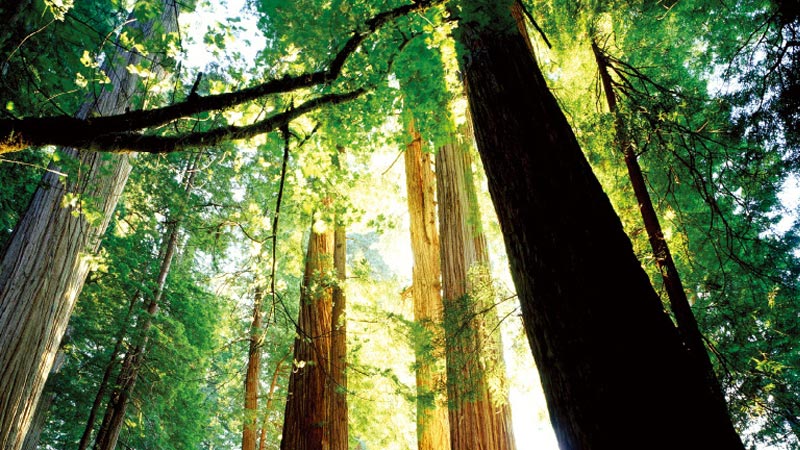 片狀實木結構板飾麵板lsb板使用新西蘭鬆木